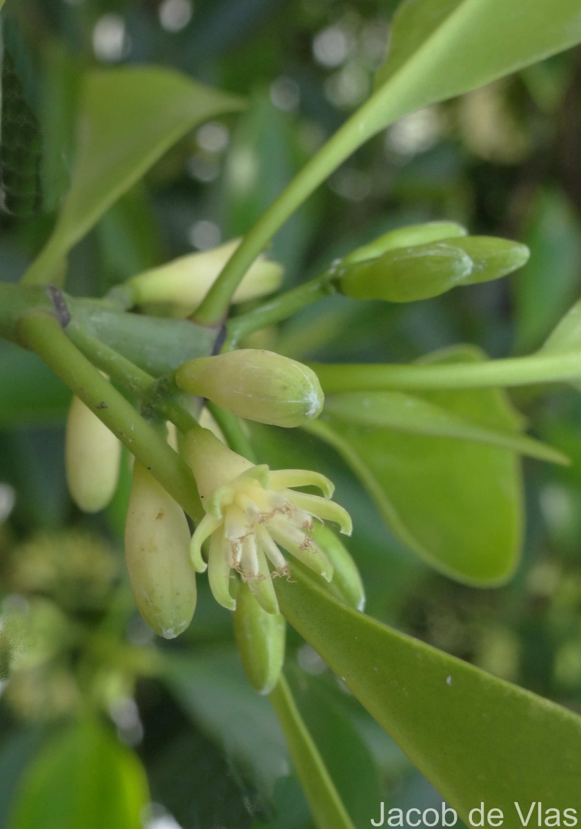 Bruguiera cylindrica (L.) Blume